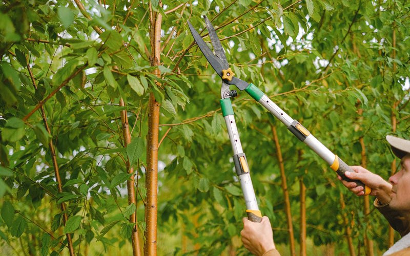 Tree trimming in Muscatine, IA